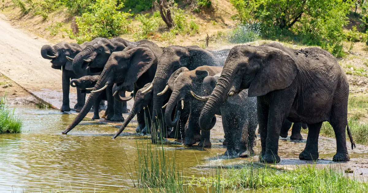 A herd of elephants drinking water in kerala freely amongst humans living in harmony