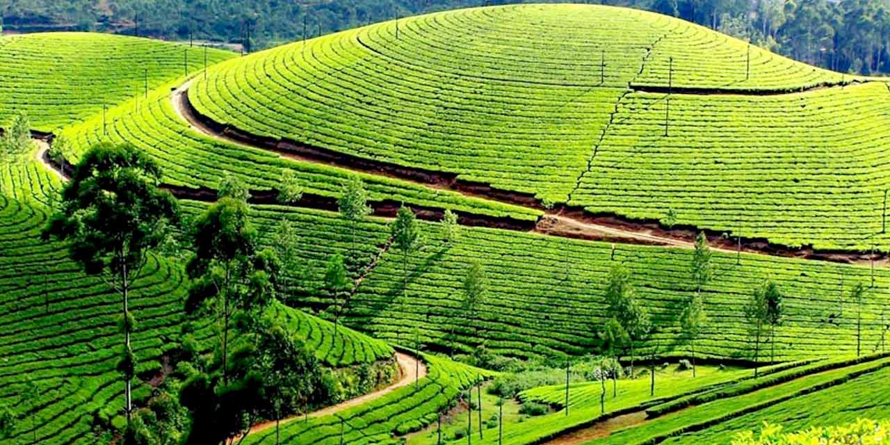 Tea Plantations Ooty
